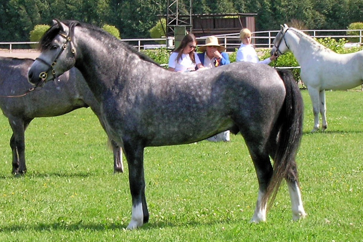 Welsh Pony equine