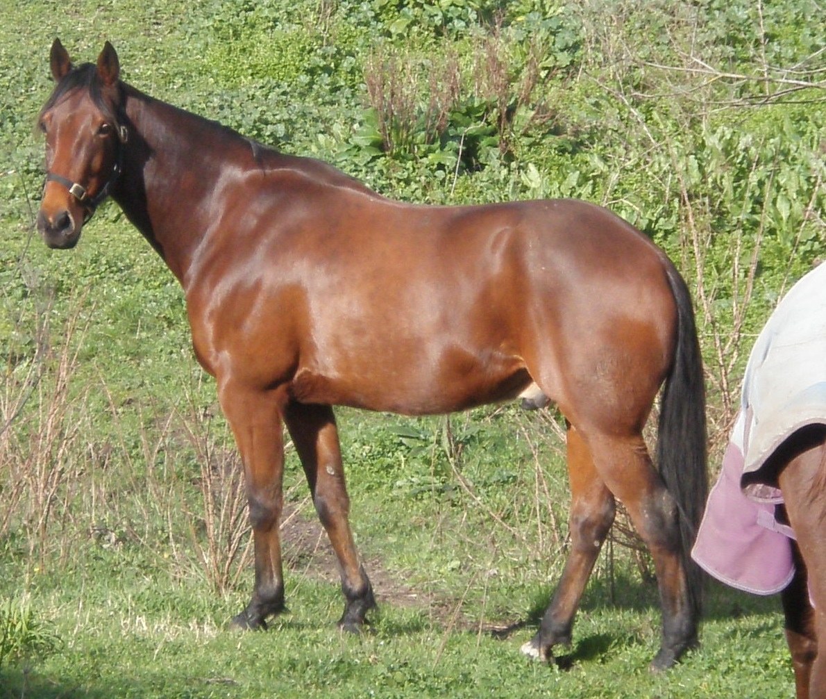 Standardbred equine