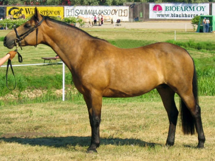 Connemara Pony equine