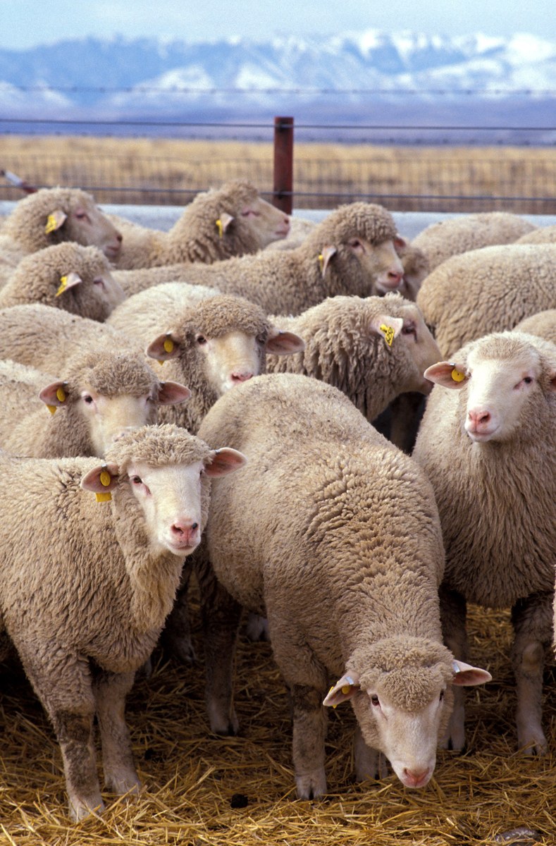 Representative sheep image for a general guide; not a breed identification