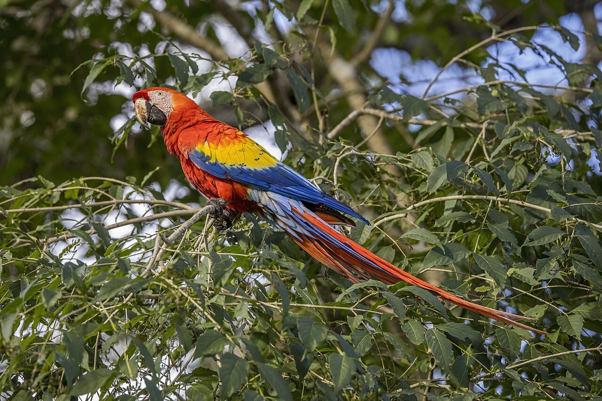 Scarlet macaw (Ara macao cyanopterus) Copan · representative of the Macaw group