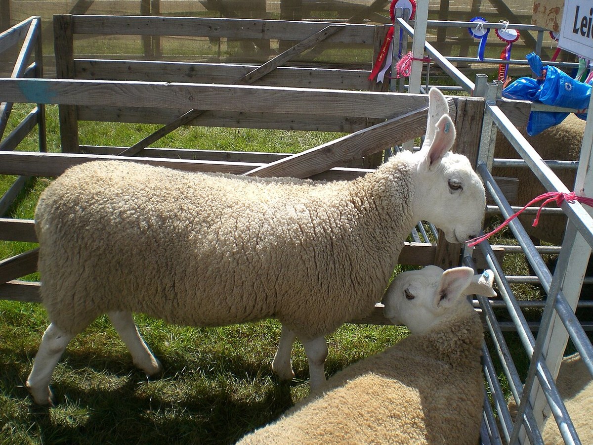 Border Leicester sheep