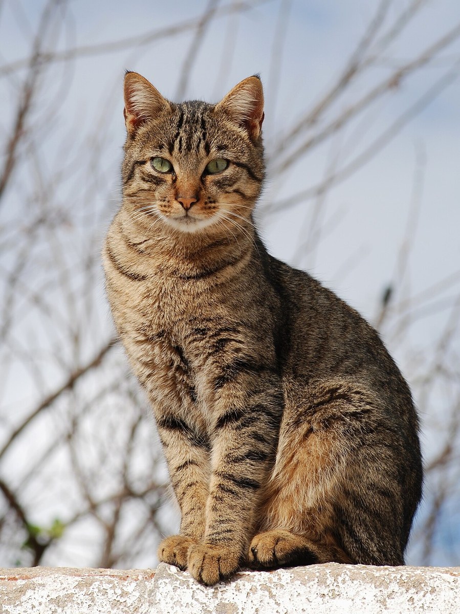Domestic Shorthair cat