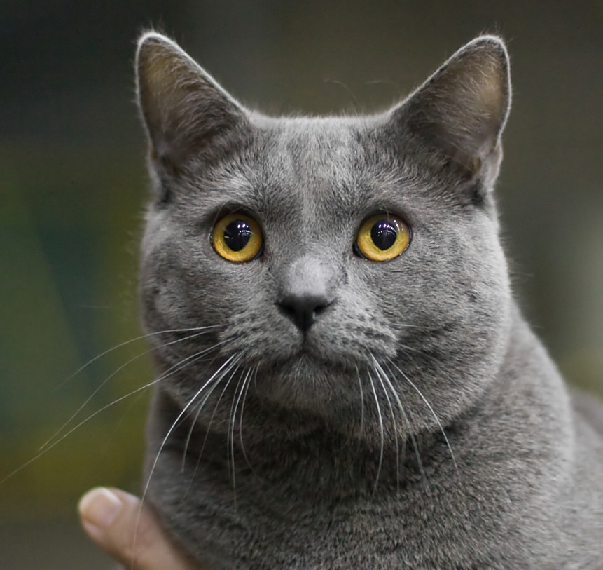 Chartreux cat