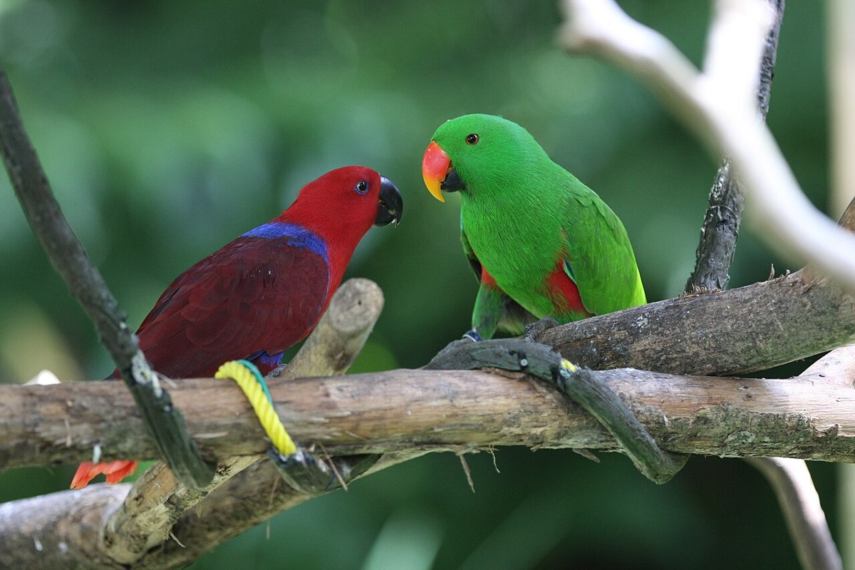 Eclectus bird