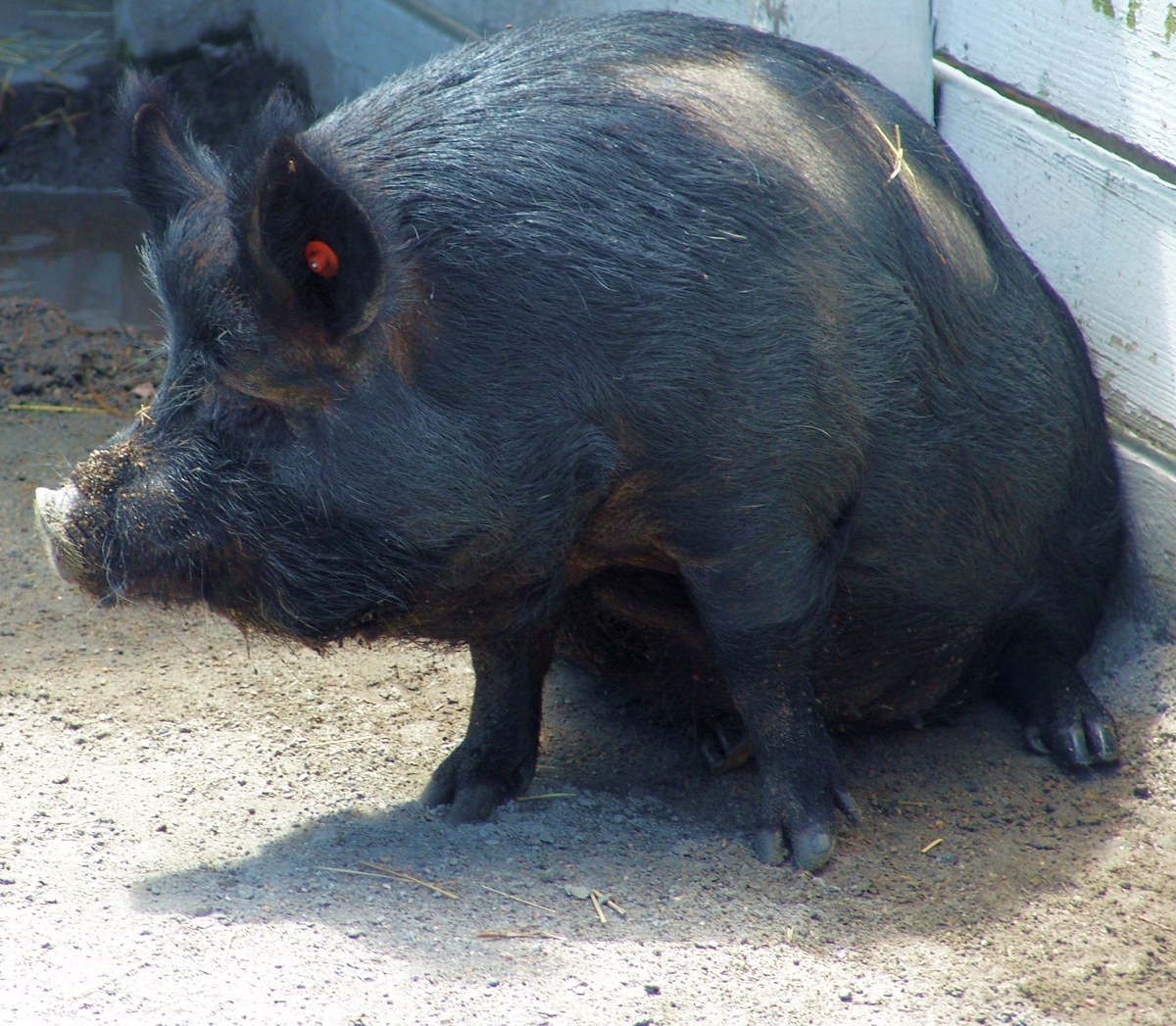 Guinea Hog pig