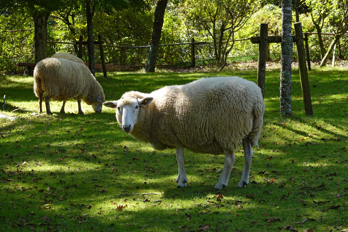 Merino sheep