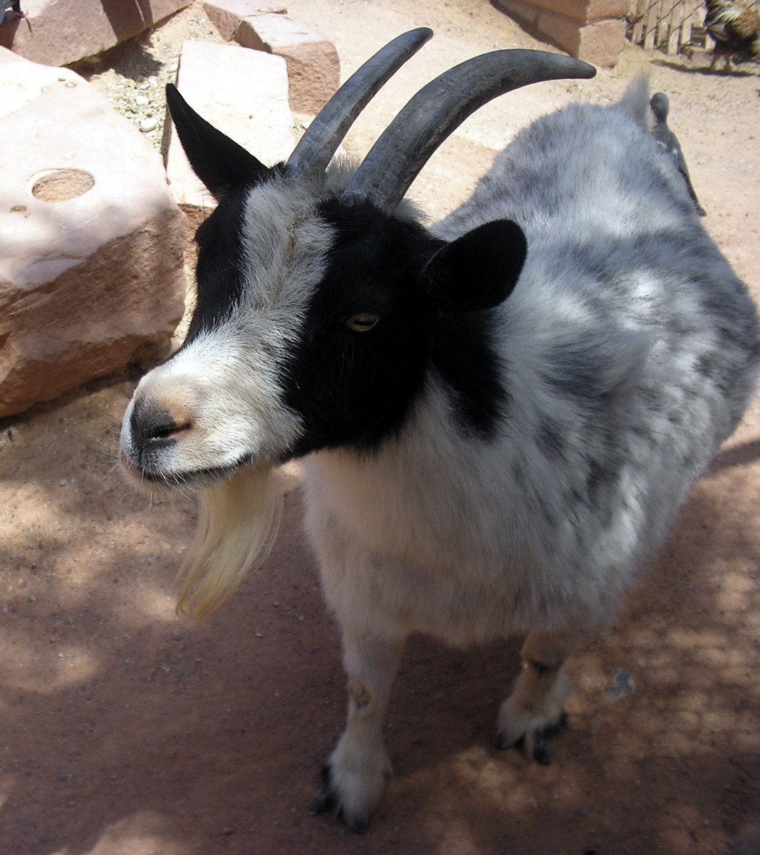 Pygmy goat