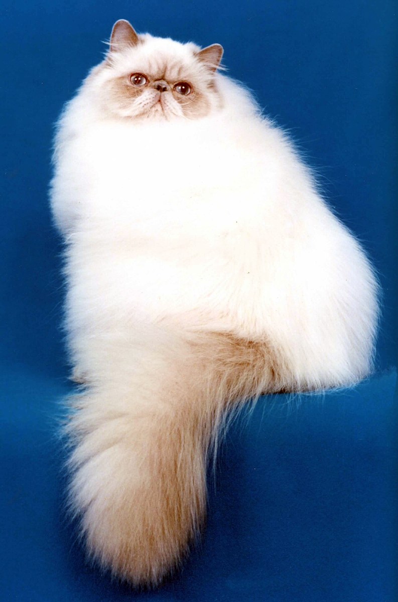 Himalayan cat