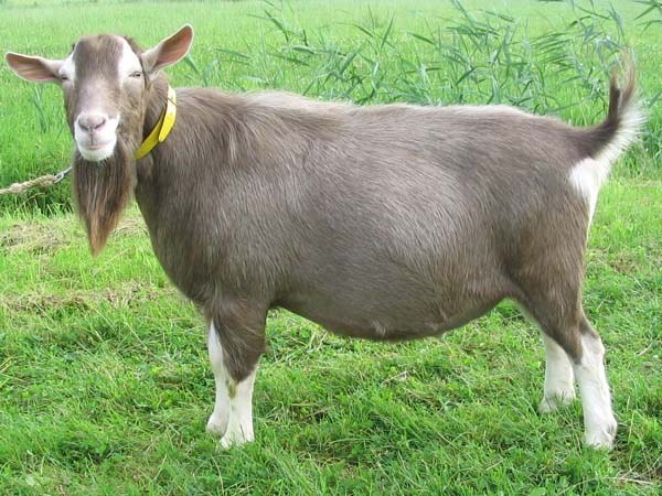 Toggenburg goat