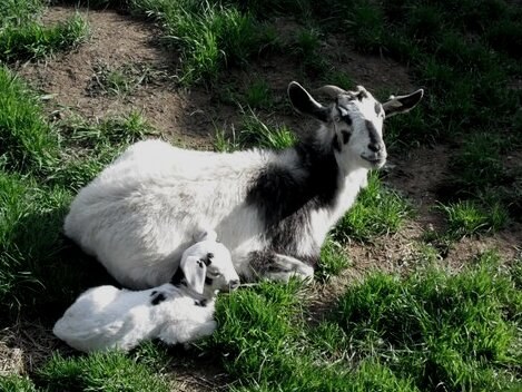Kiko goat