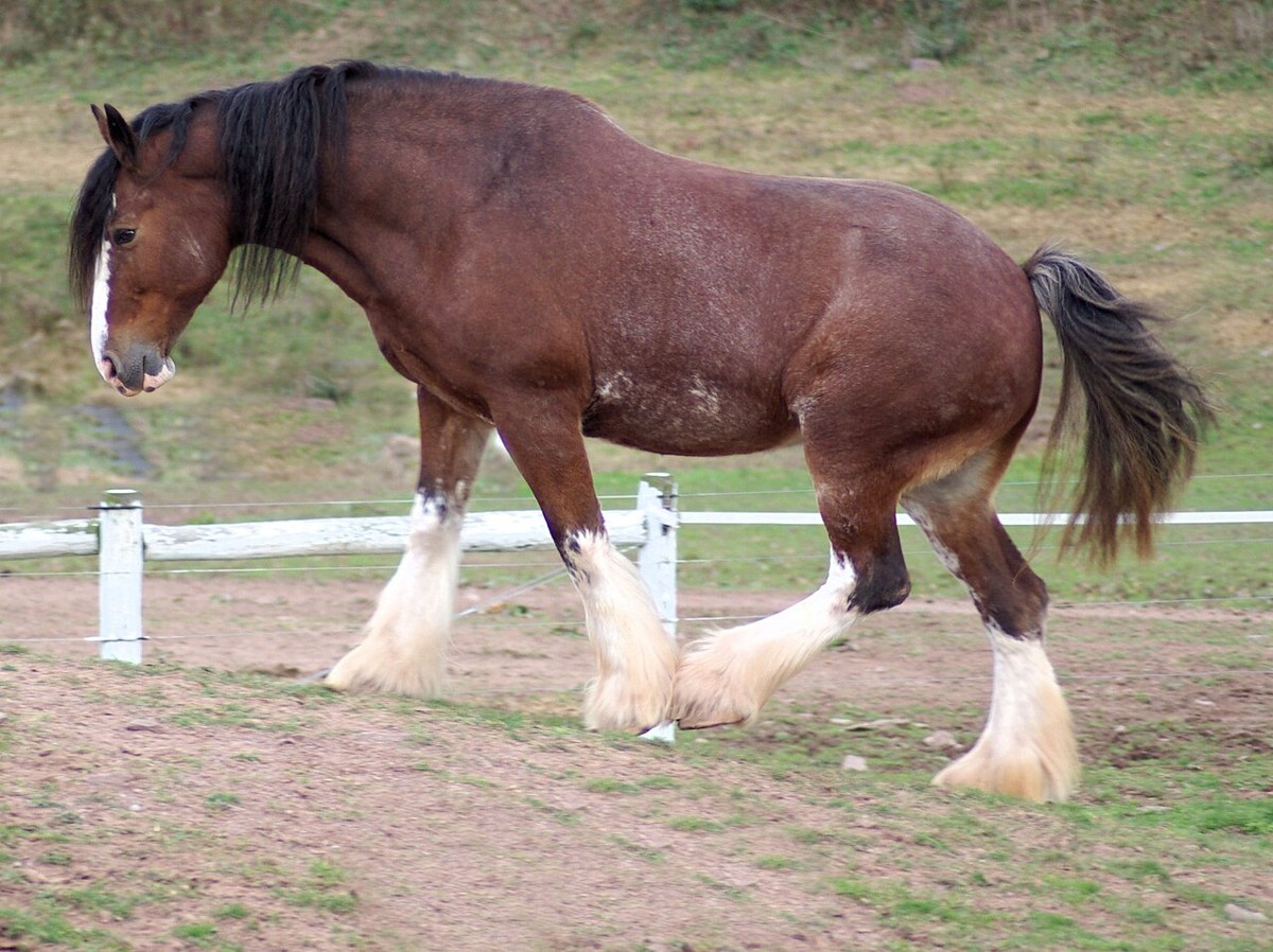 Clydesdale equine