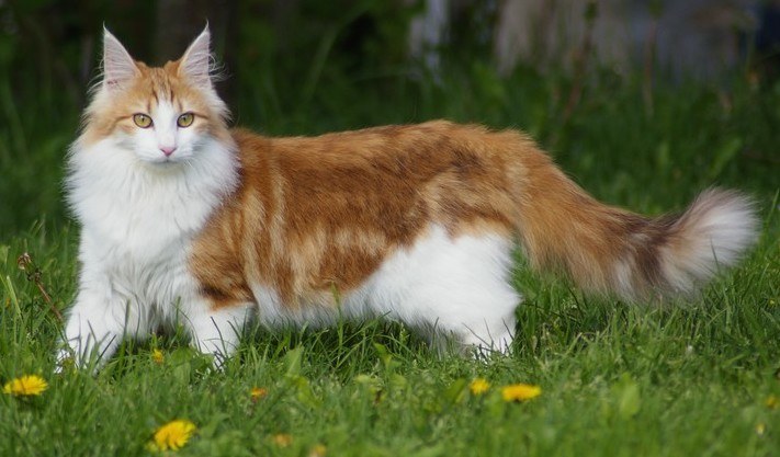 Norwegian Forest Cat cat