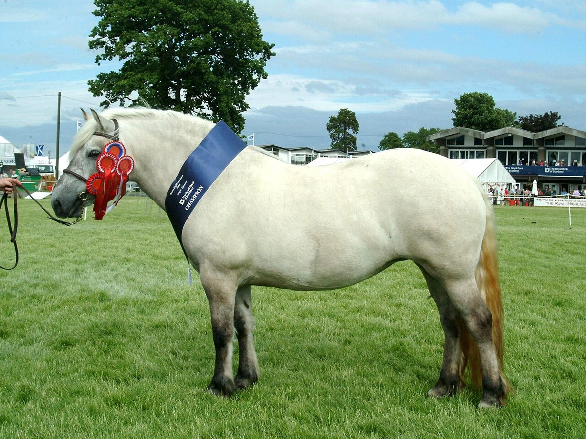 Representative horse image for a general guide; not a breed identification