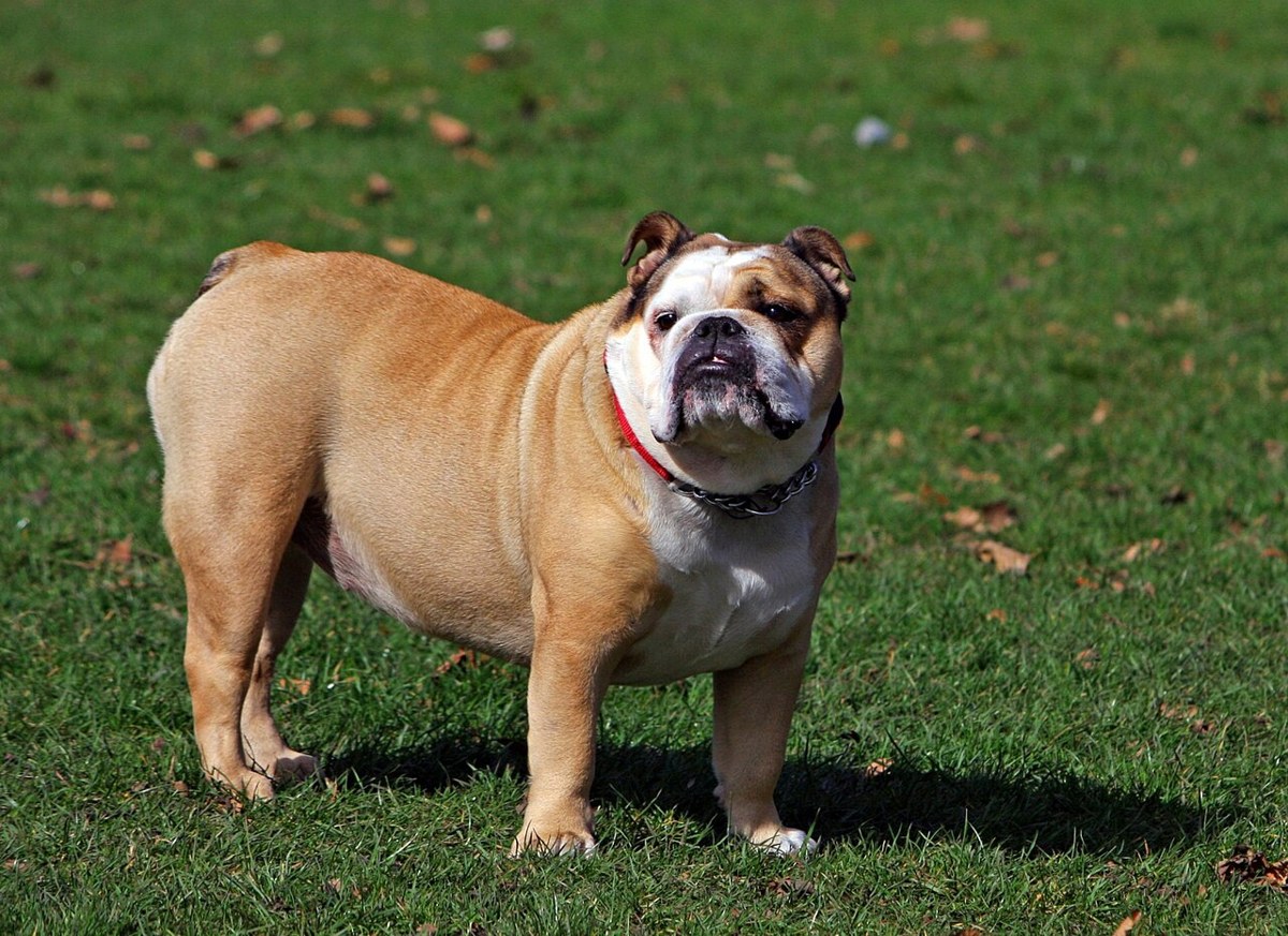 Bulldog (English) dog