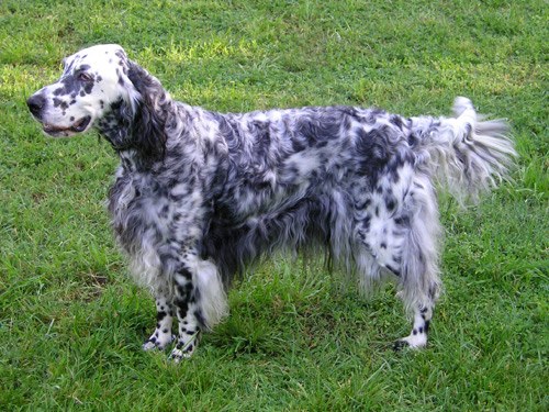 English Setter dog