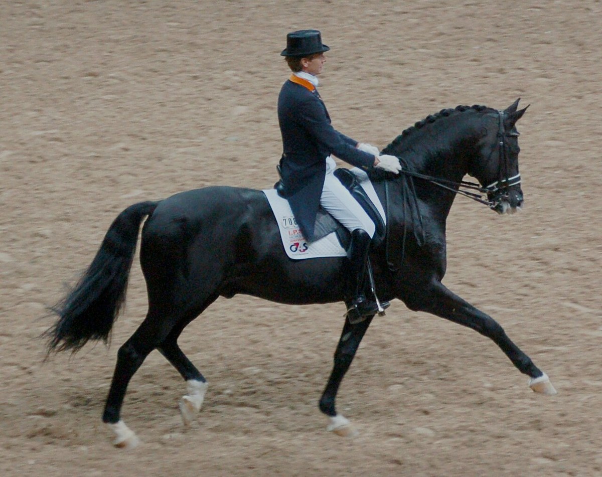 Representative horse image for a general guide; not a breed identification