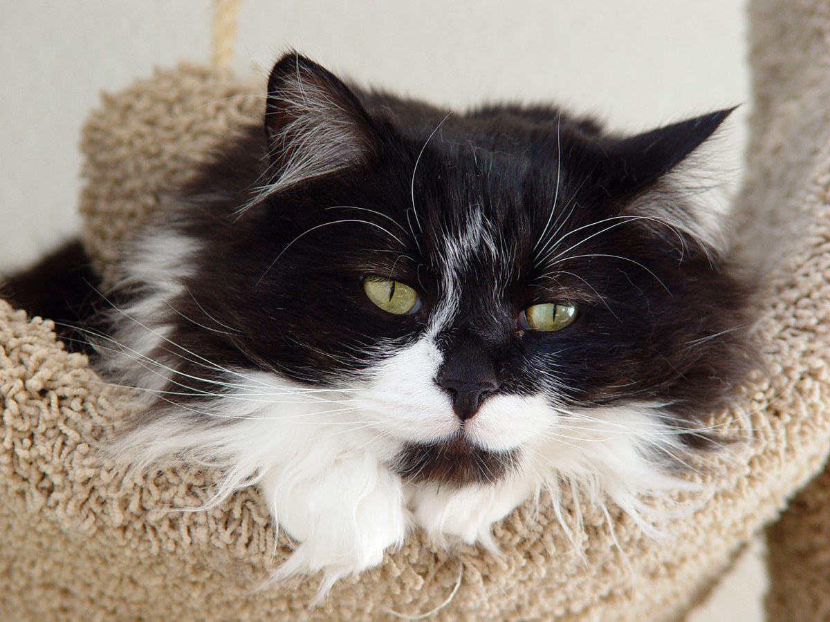 Domestic Longhair cat