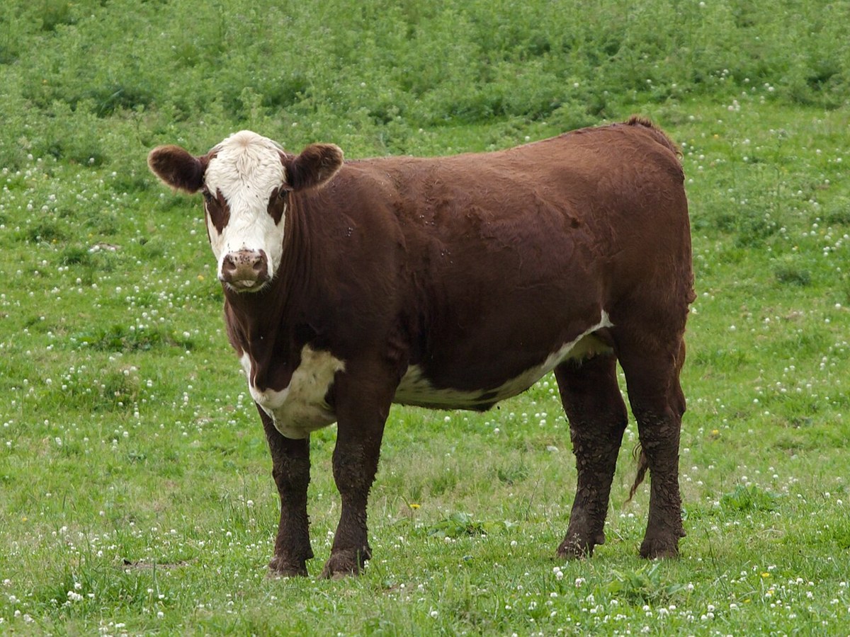 Hereford cattle
