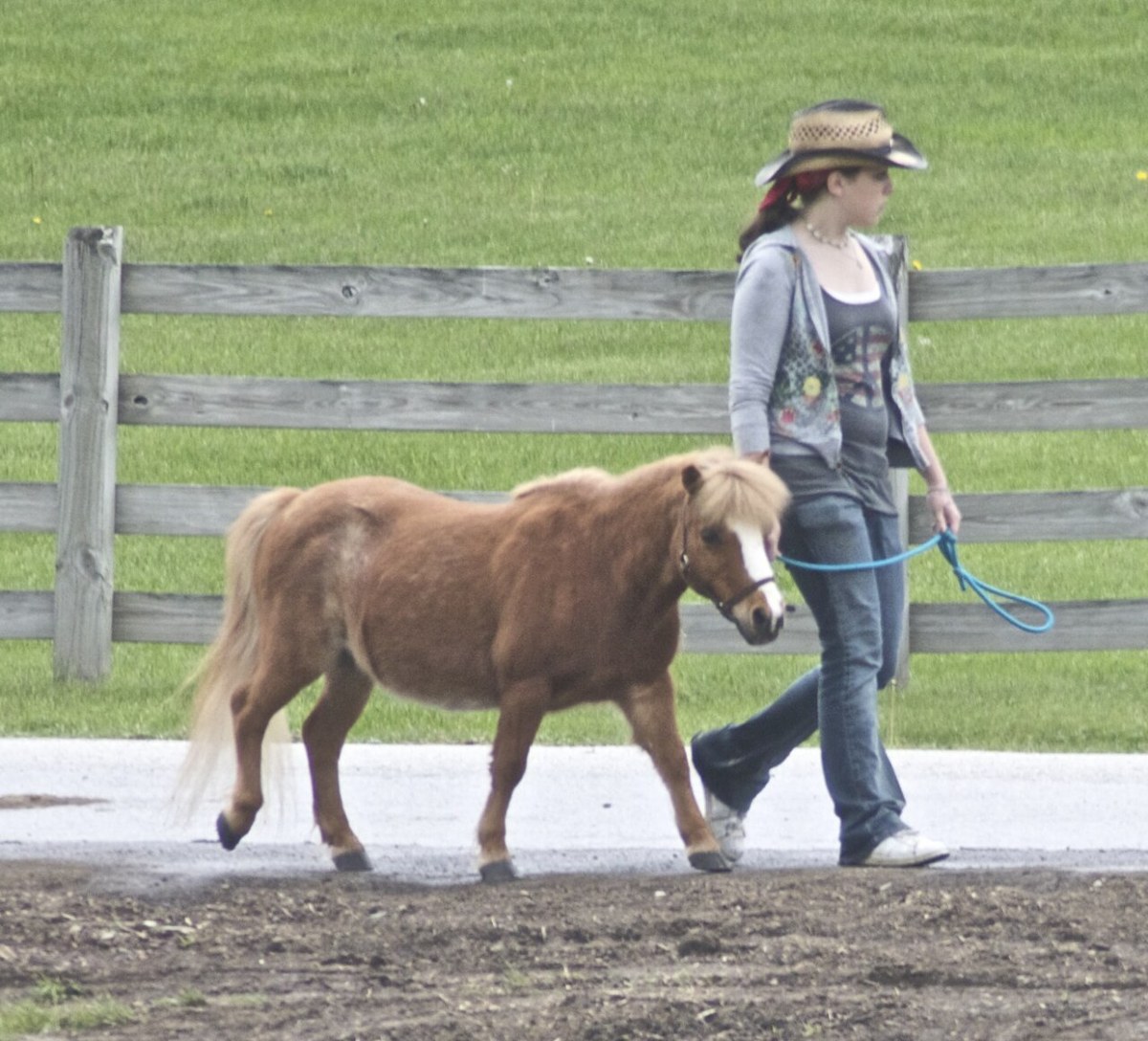 Miniature Horse equine