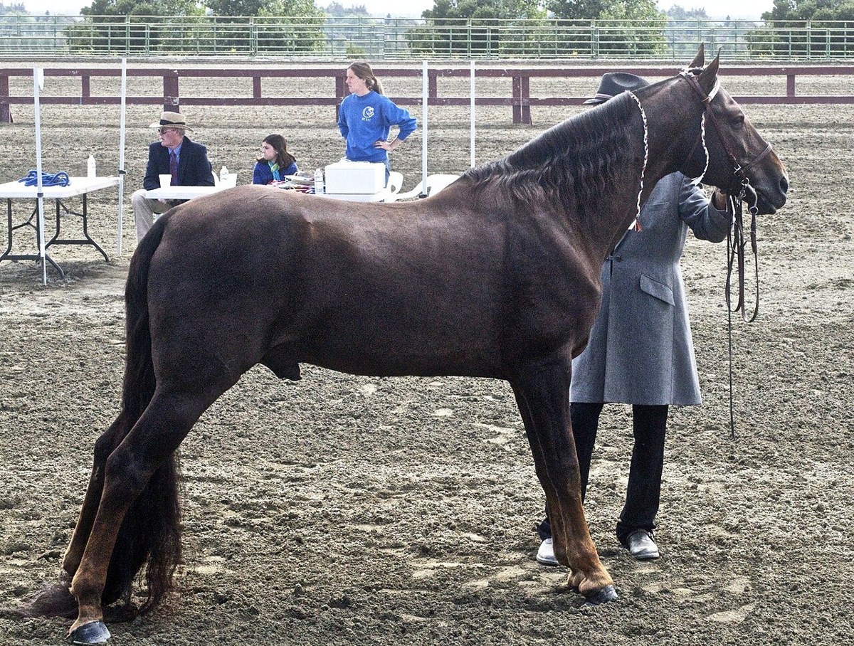 Tennessee Walking Horse equine
