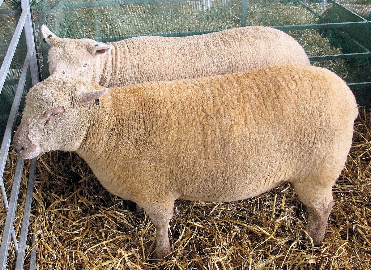 Babydoll Southdown sheep