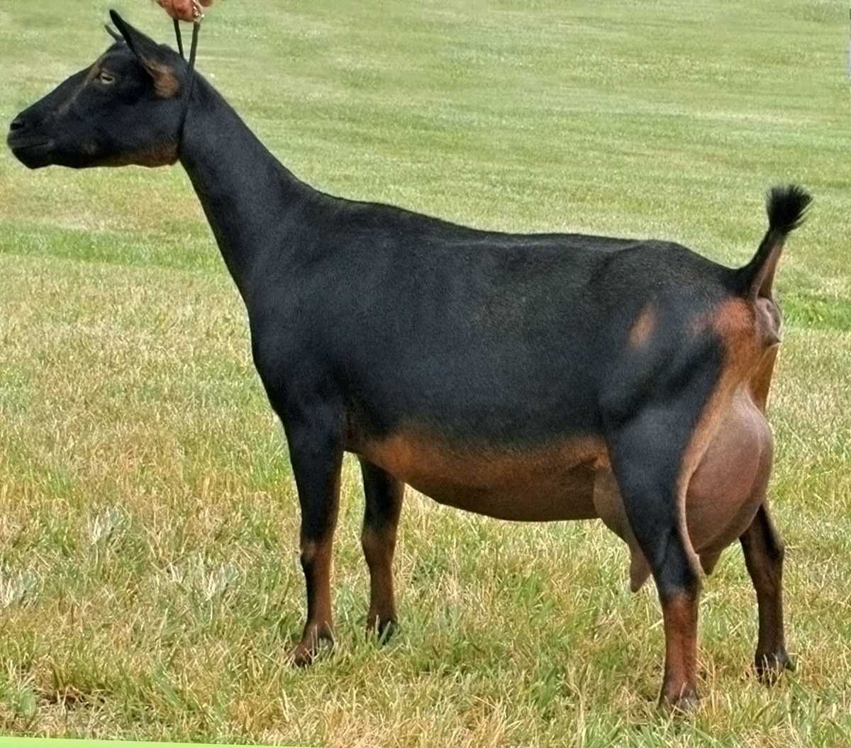 Nigerian Dwarf goat