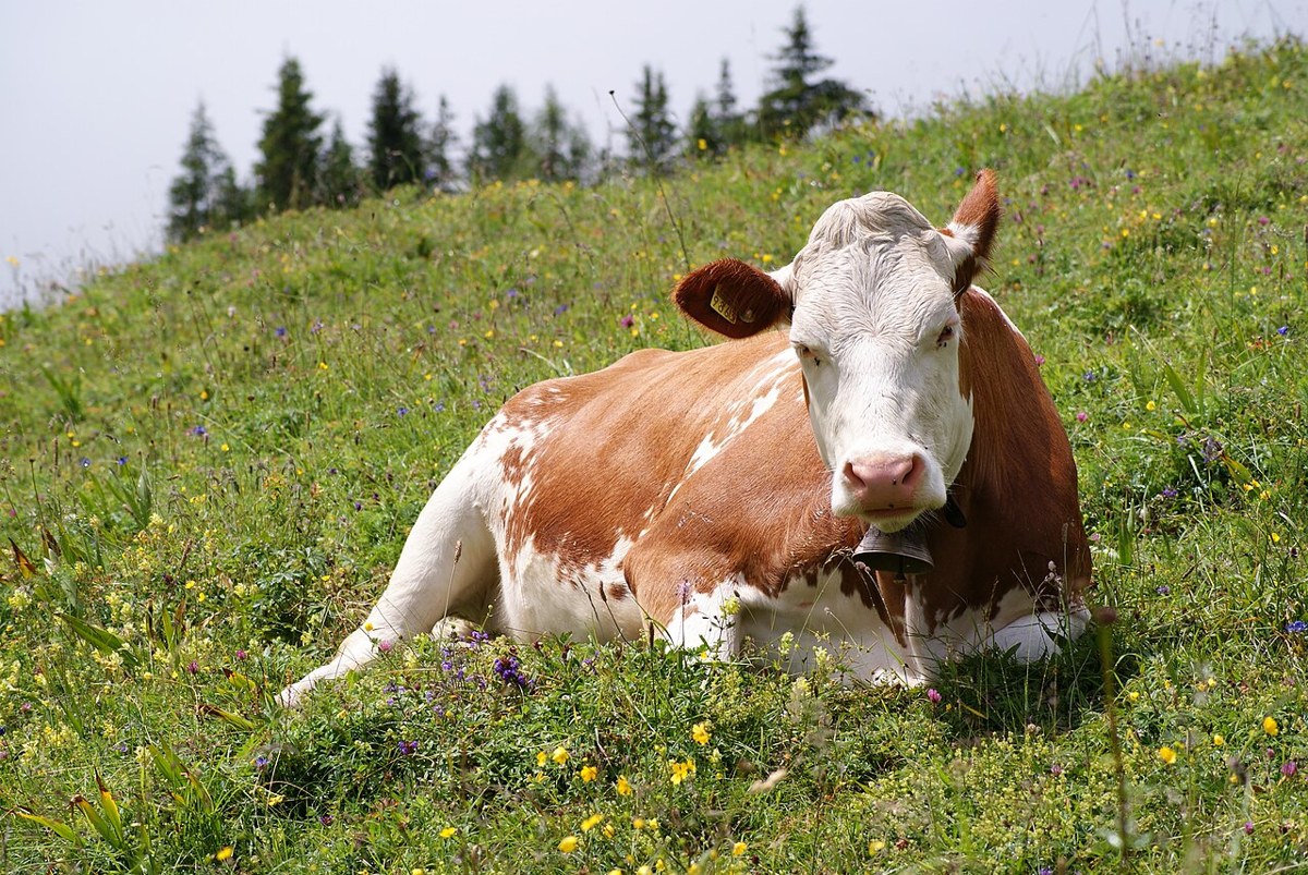Representative cow image for a general guide; not a breed identification