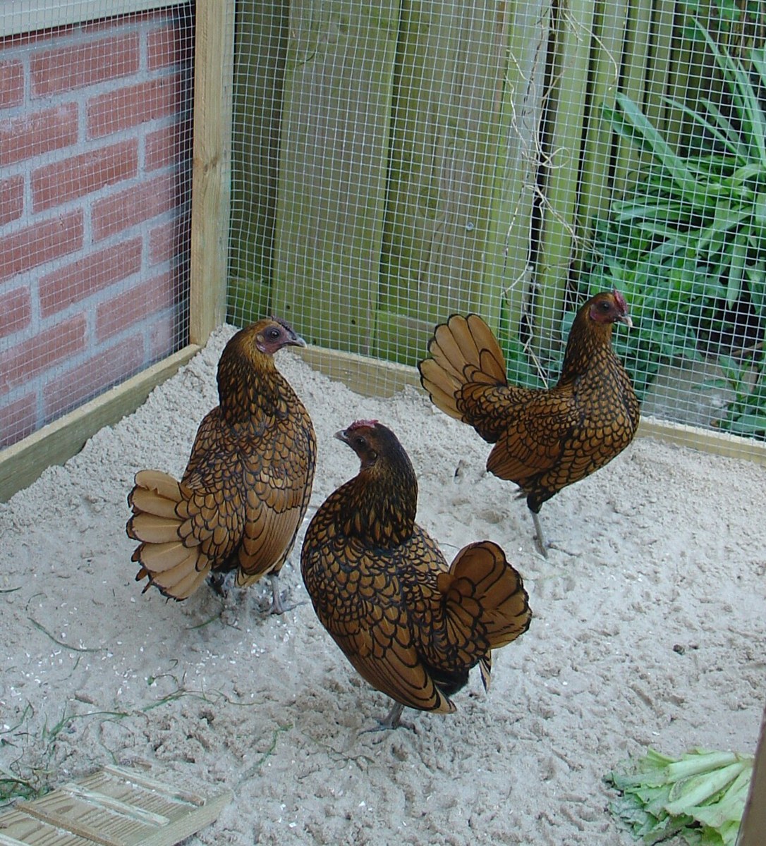 Representative chicken image for a general guide; not a breed identification