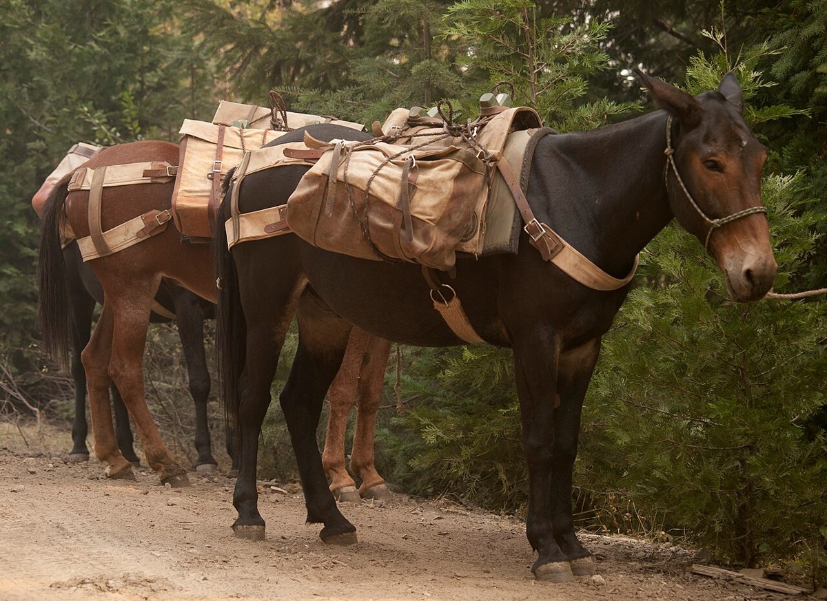 Mule equine