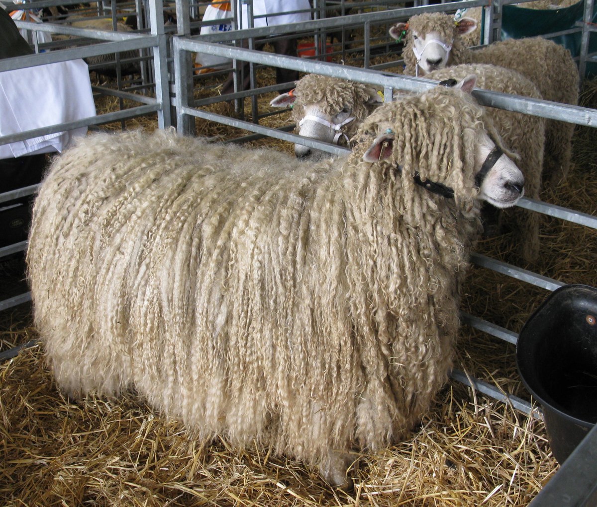 Lincoln sheep