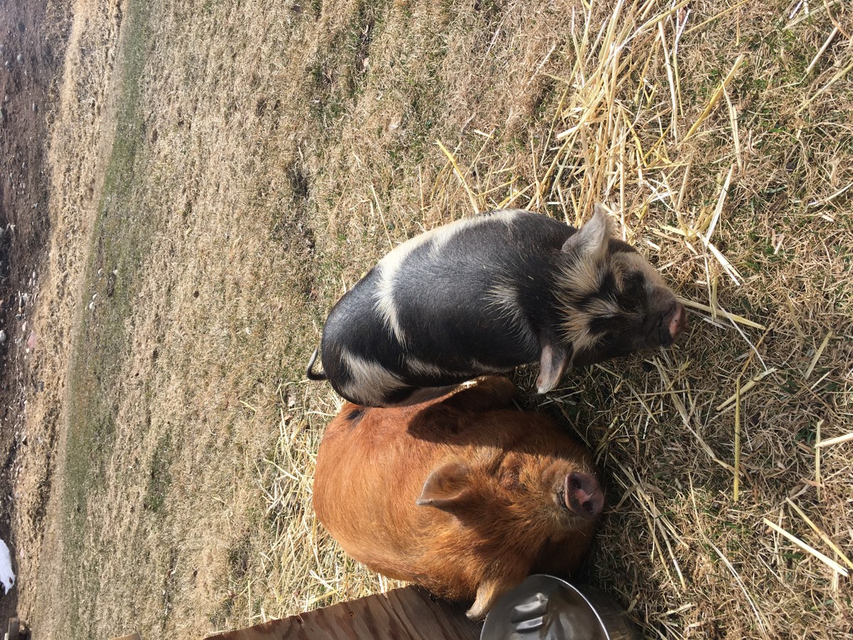 Kunekune pig