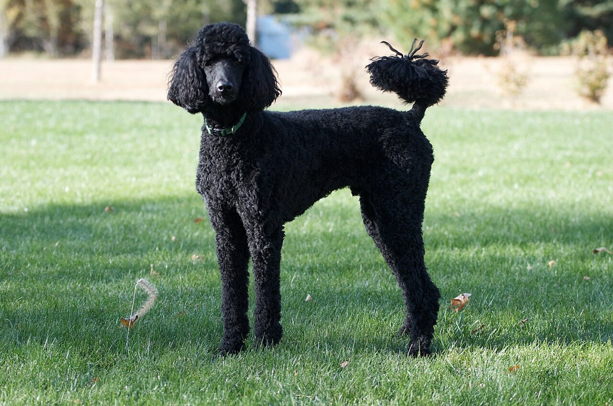 Poodle (Standard) dog