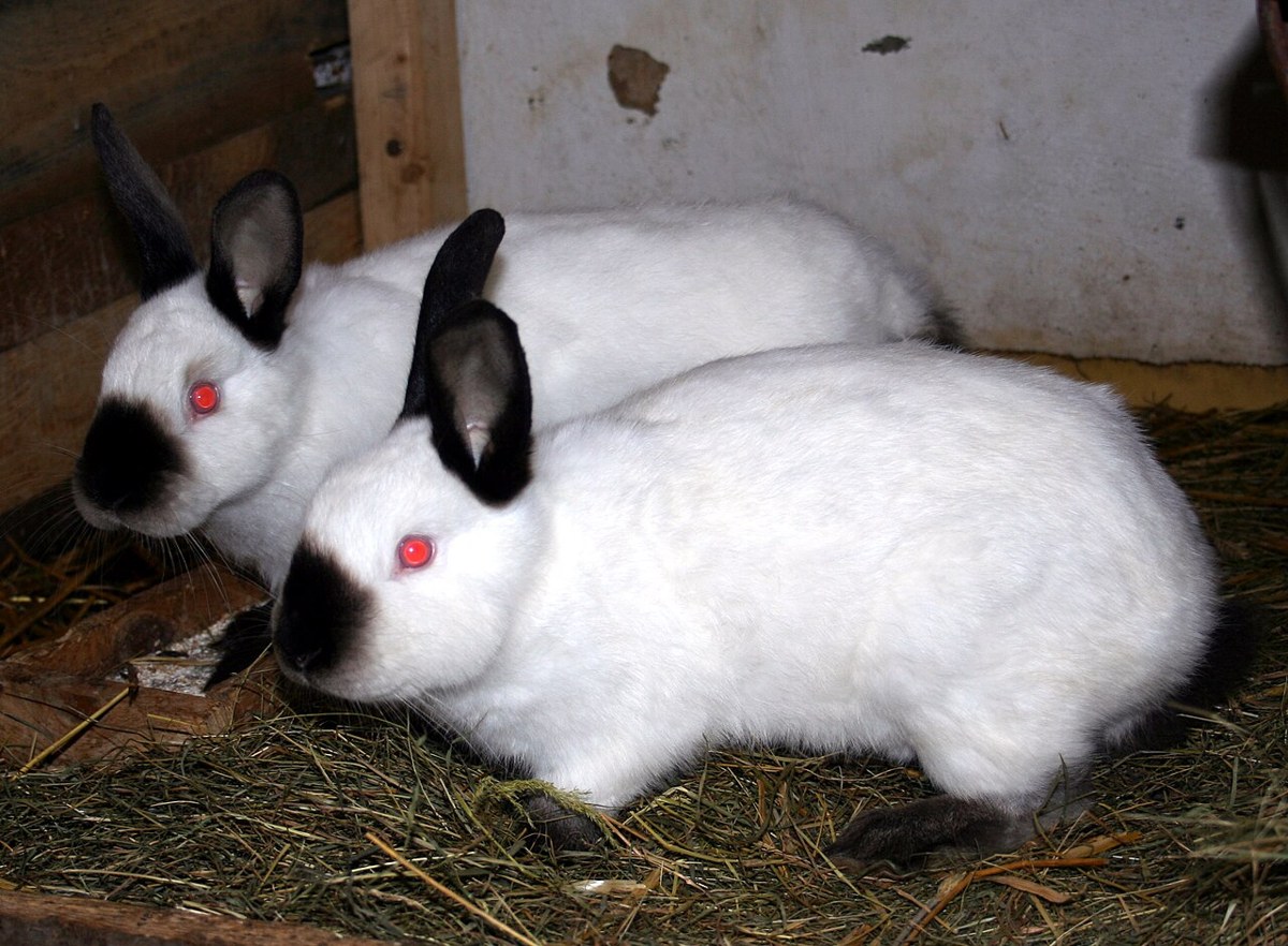 Californian rabbit