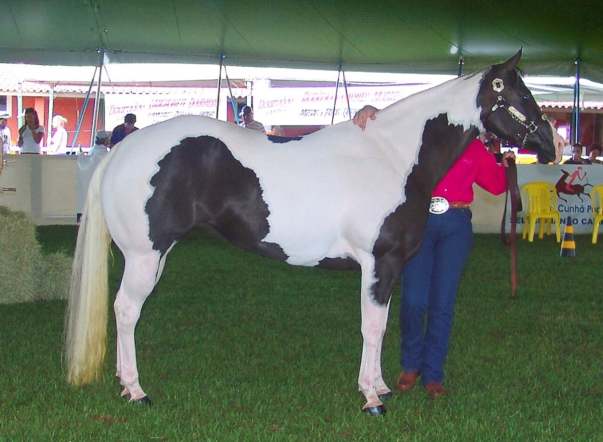 American Paint Horse equine