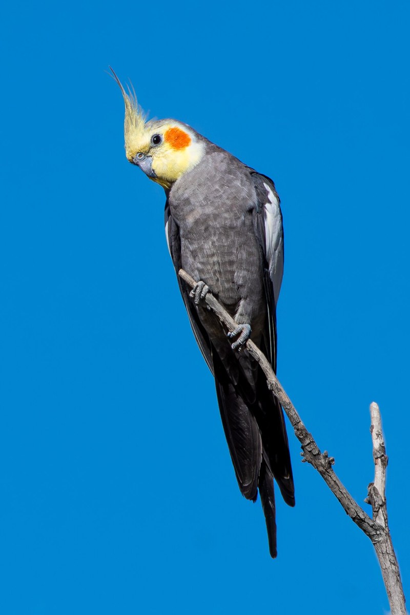 Cockatiel bird