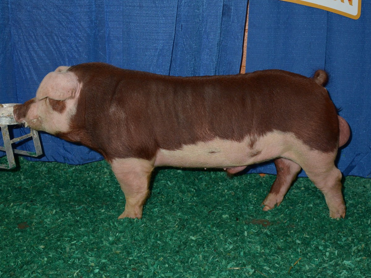 Hereford Hog pig