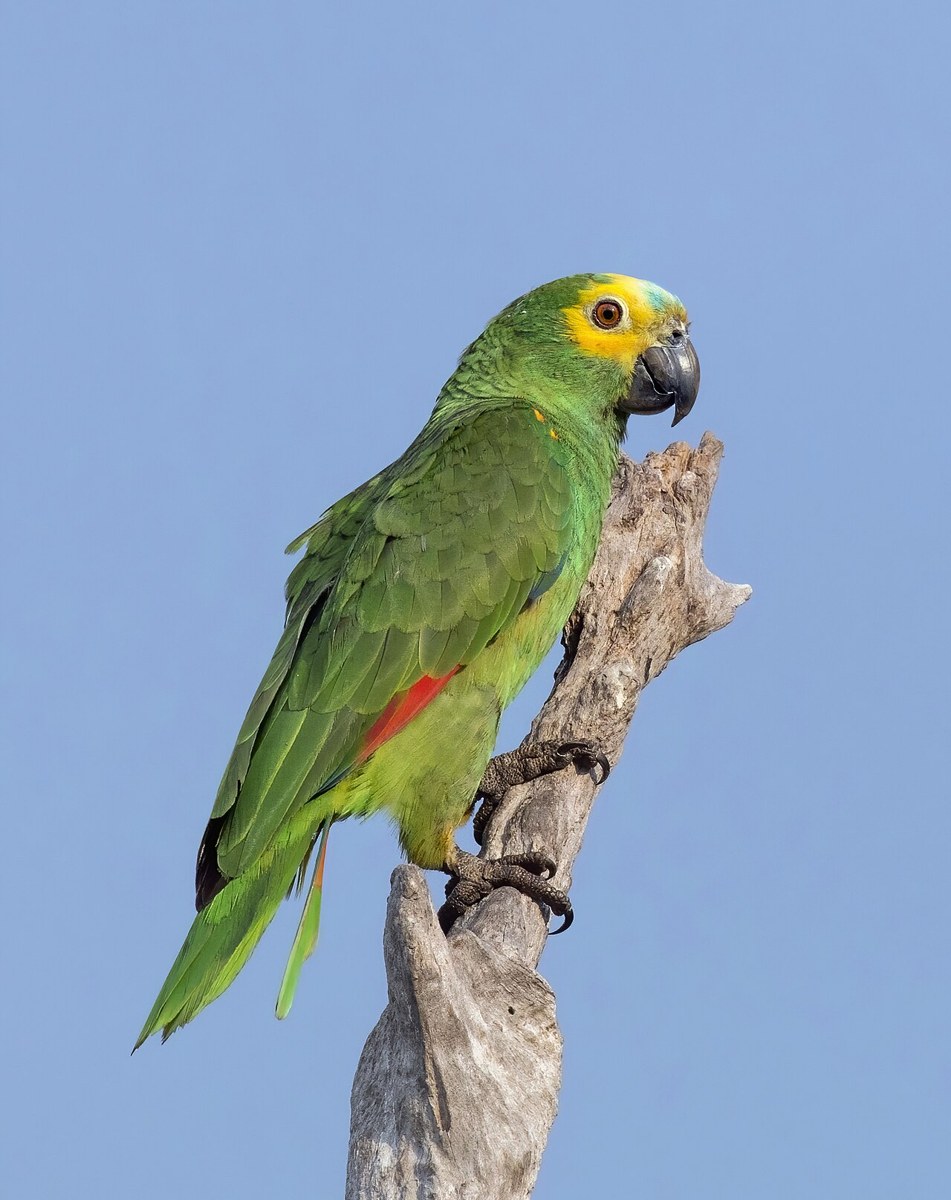 Turquoise-fronted amazon (Amazona aestiva) older adult · representative of the Amazon Parrot group