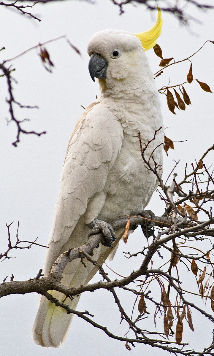 Cockatoo · representative of the Cockatoo group