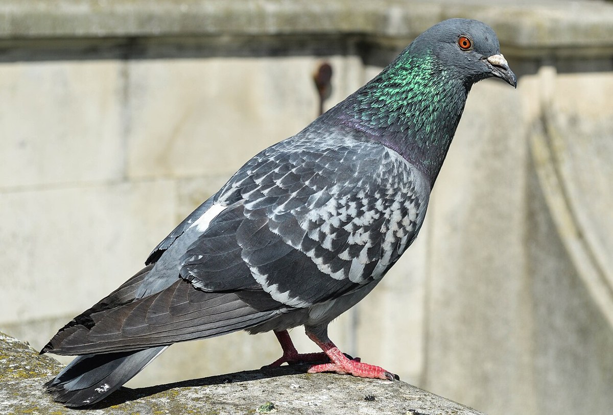 Pigeon bird