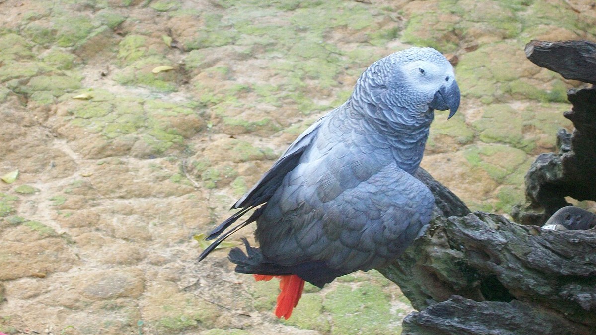 African Grey Parrot bird