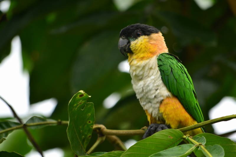 Caique bird