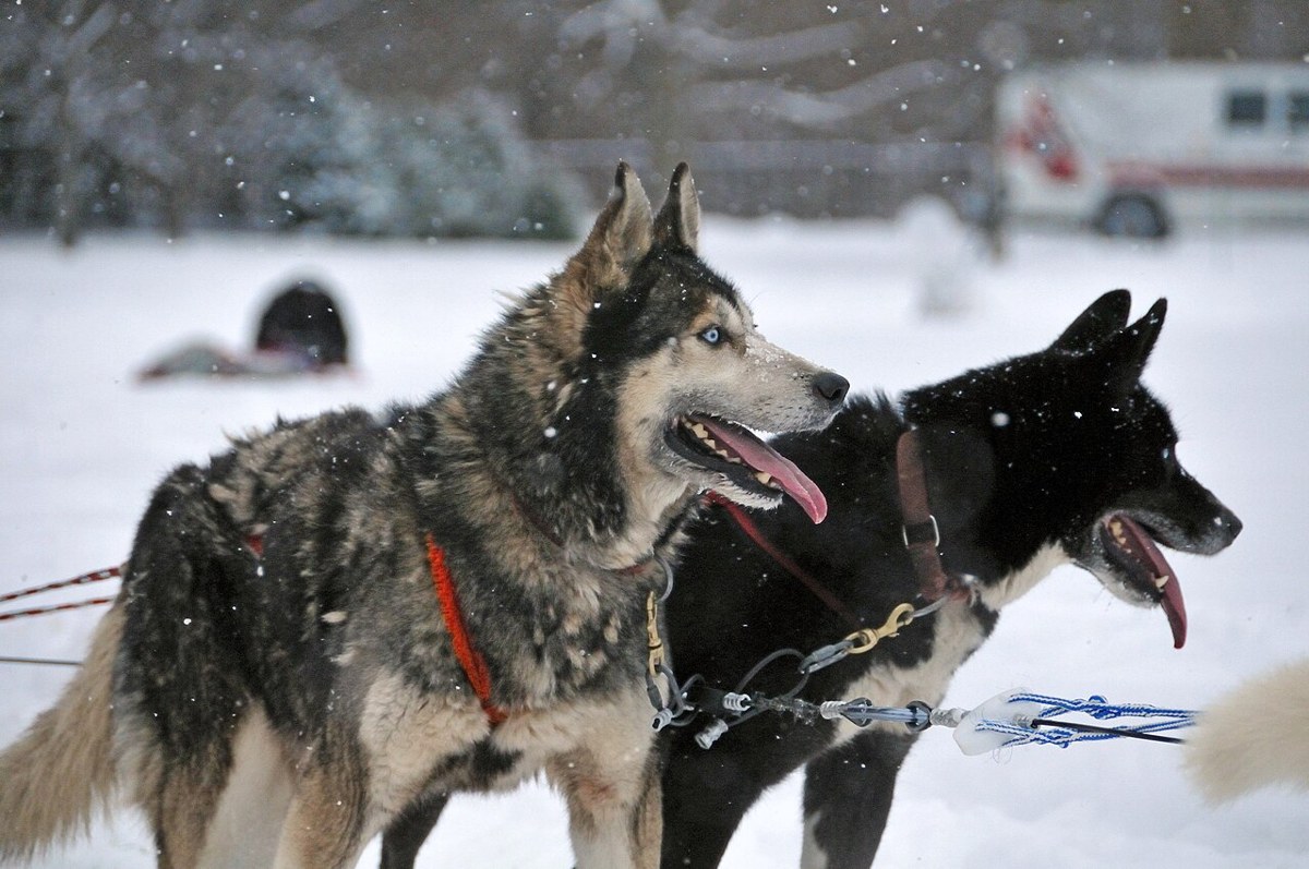 Representative dog image for a general guide; not a breed identification