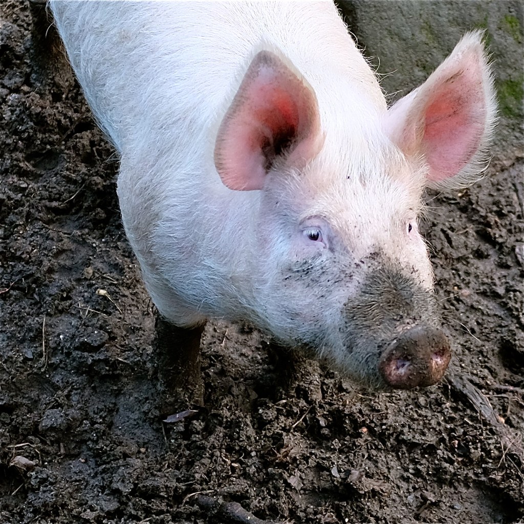 Yorkshire (Large White) pig