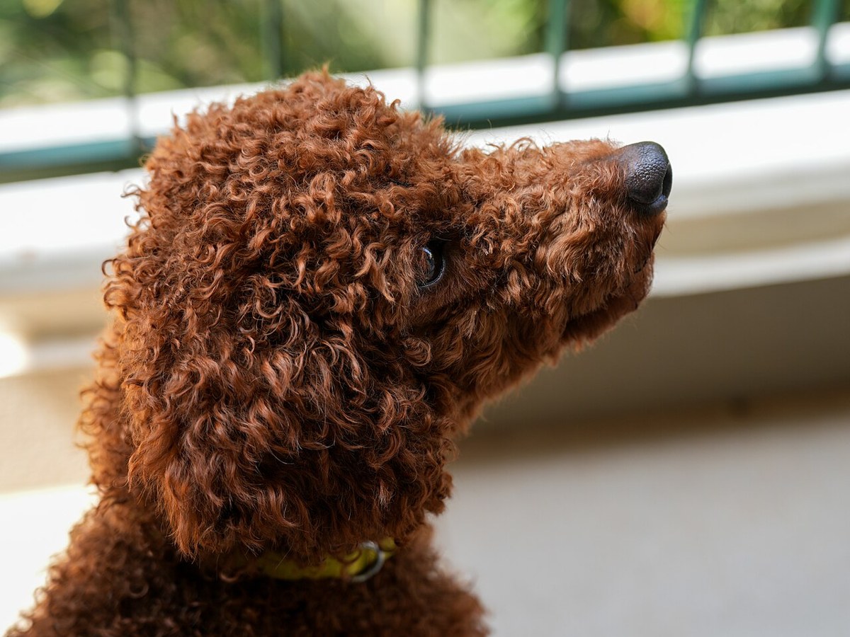 Poodle (Miniature) dog