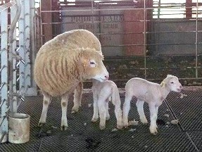 Dorset sheep