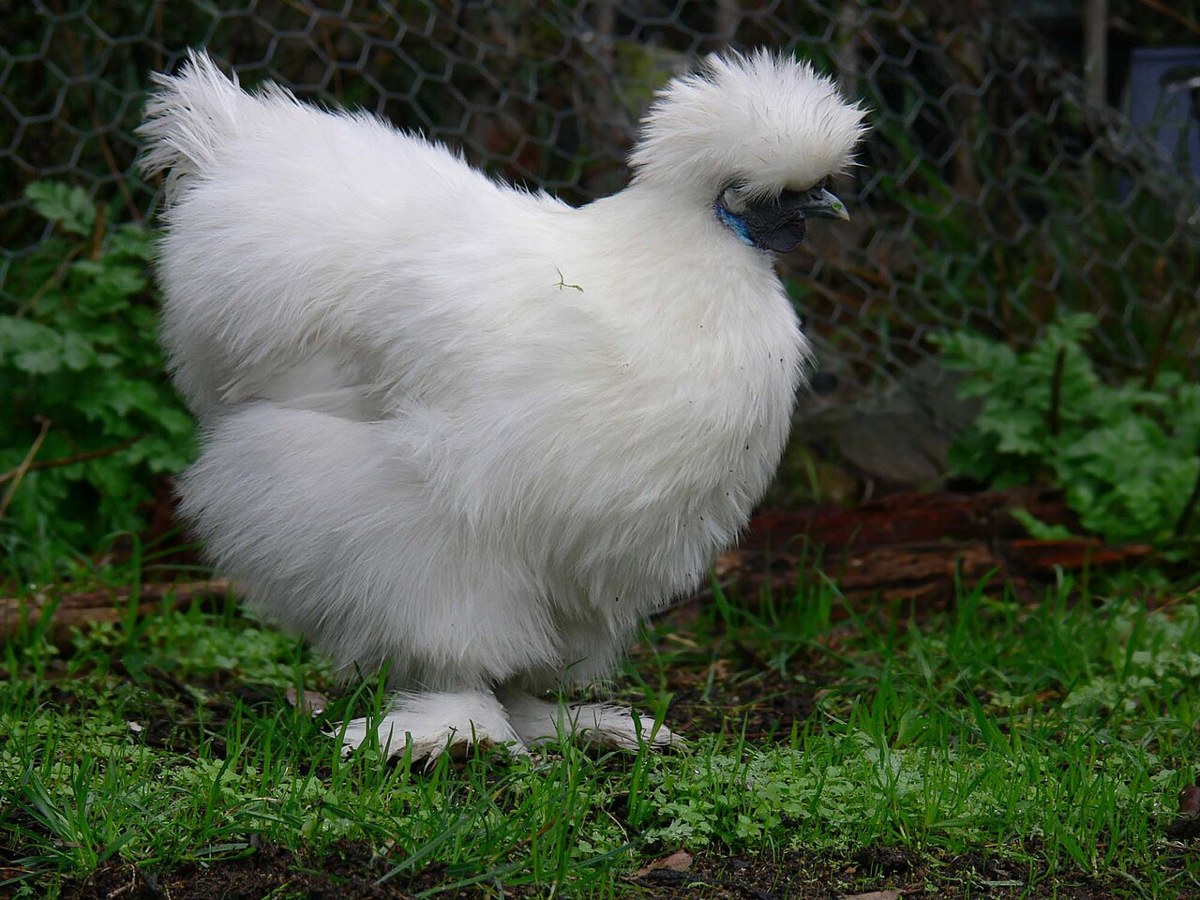 Silkie chicken