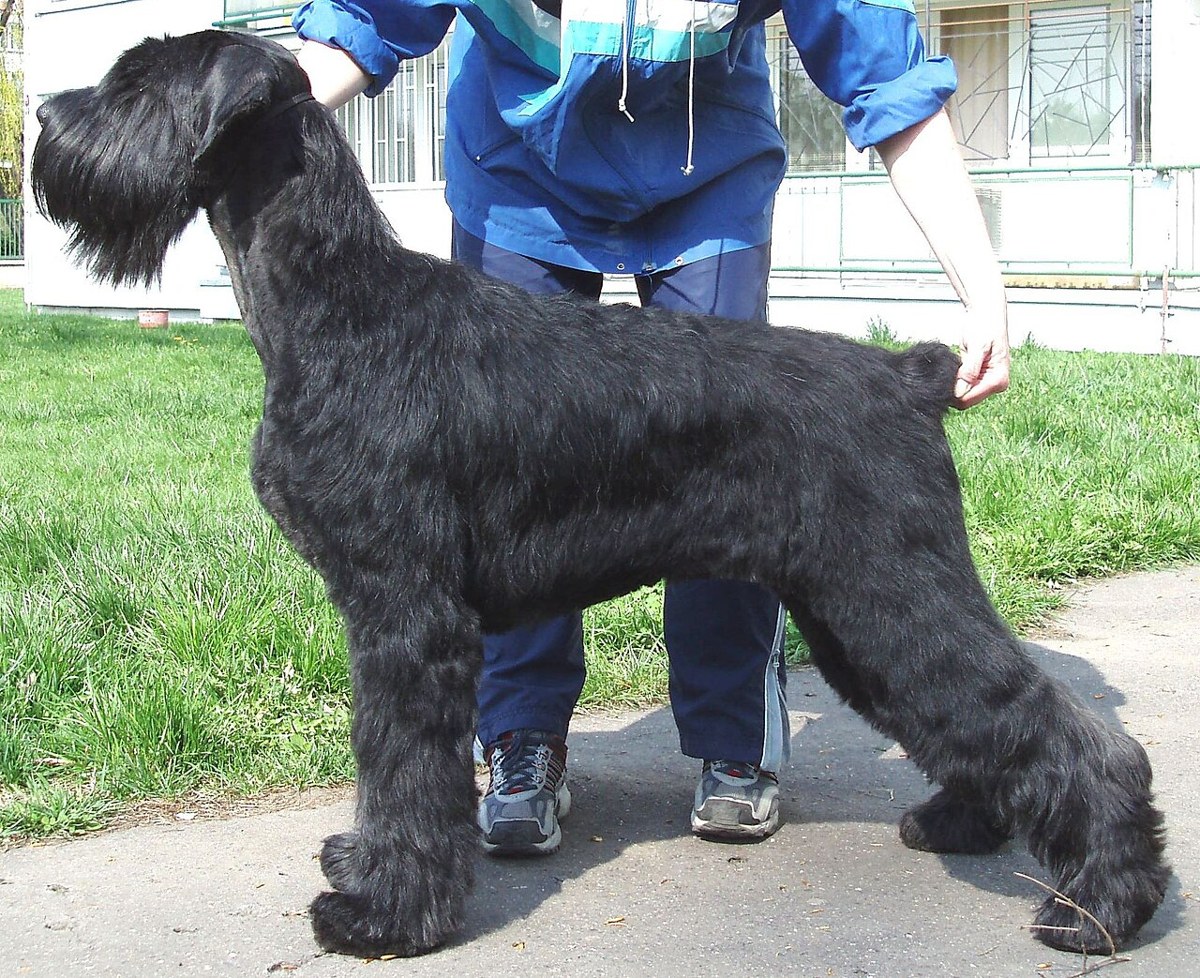 Giant Schnauzer dog