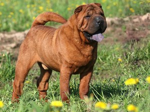 Shar-Pei dog