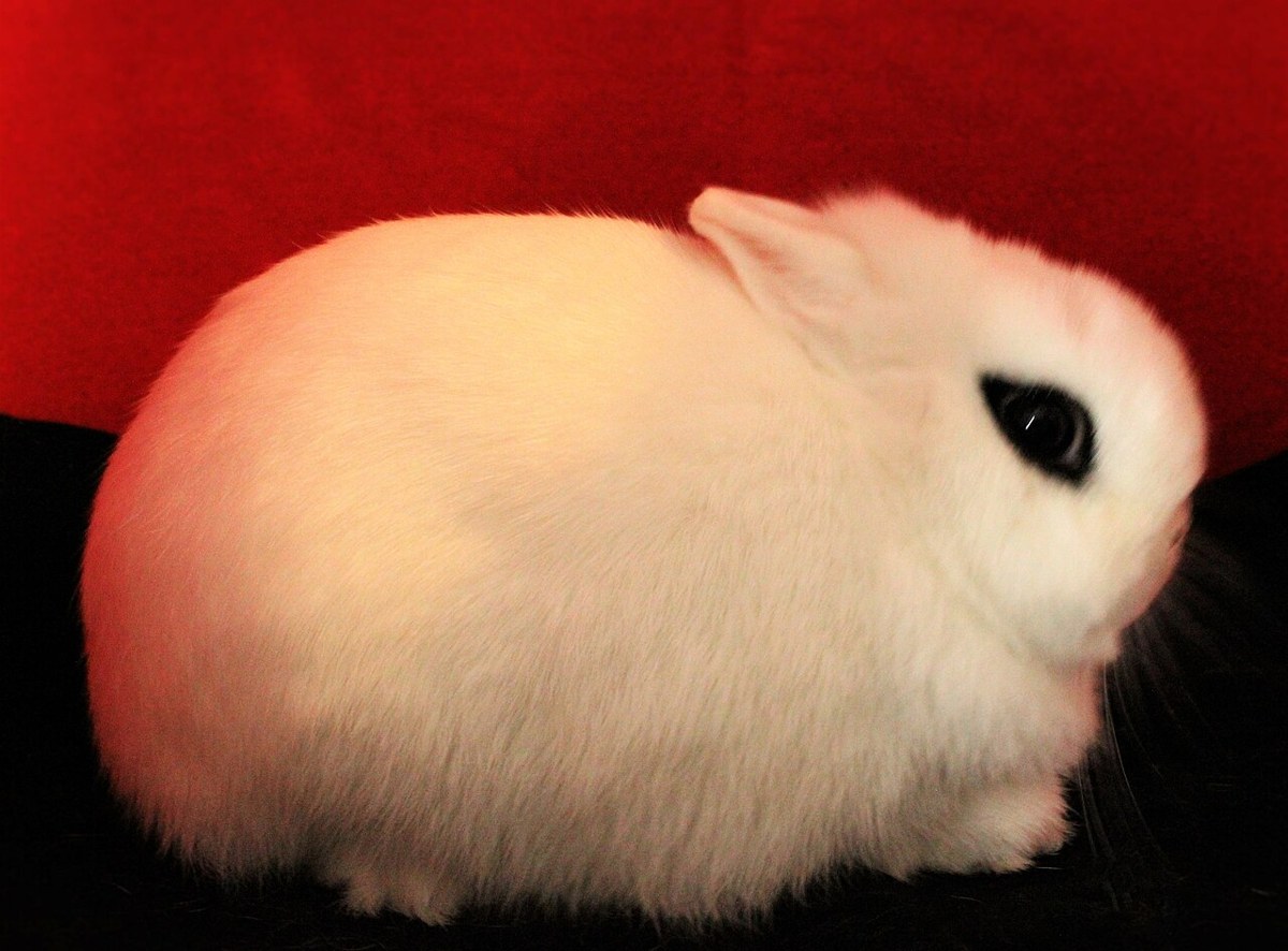Dwarf Hotot rabbit